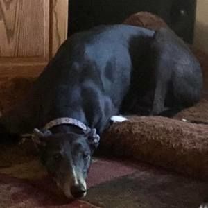 Meet your Posher, Anne marie